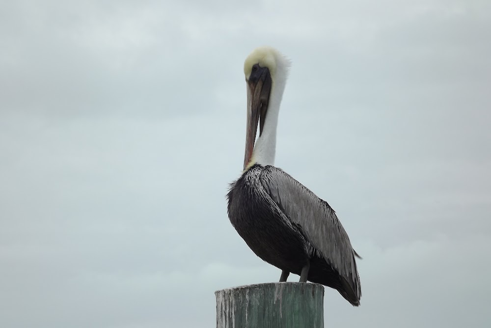 Pelican